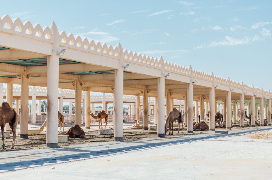 Royal Camel Farm, Janabiya, Northern Governorate, Bahrain